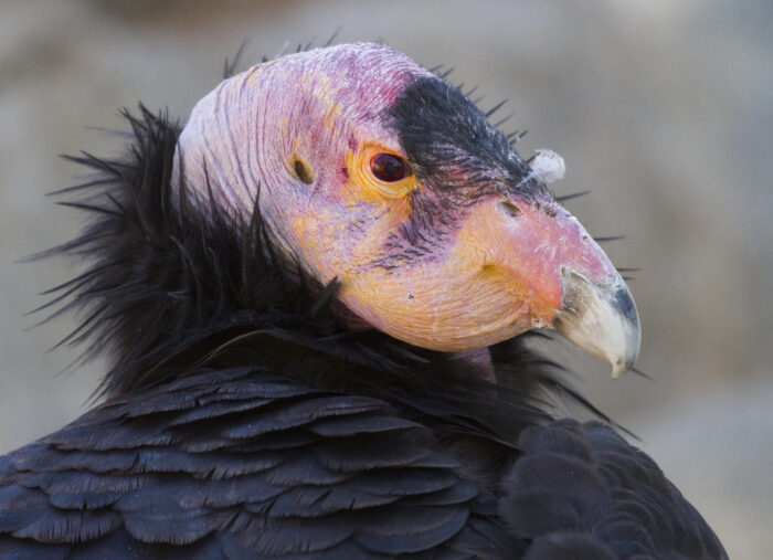 The bald pink head of a California condor in side view contrasts with its luxurious black plummage.