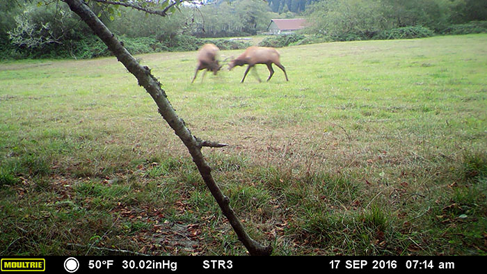 Elk jousting caught on wildlife camera at Orick Mill site.