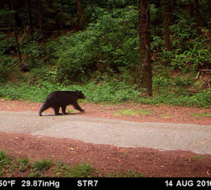 Black bear caught on wildlife camera at Orick Mill site.
