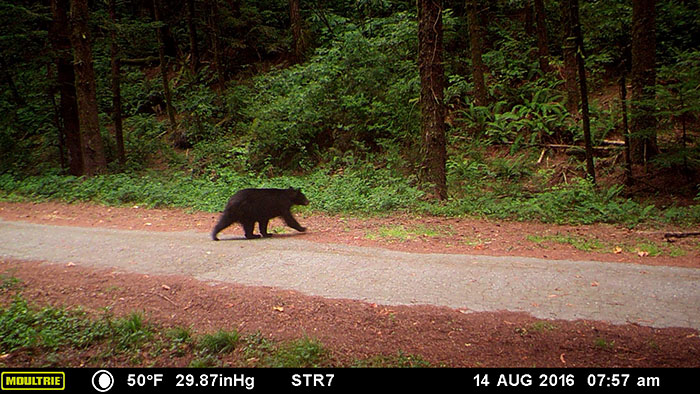 Black bear caught on wildlife camera at Orick Mill site.