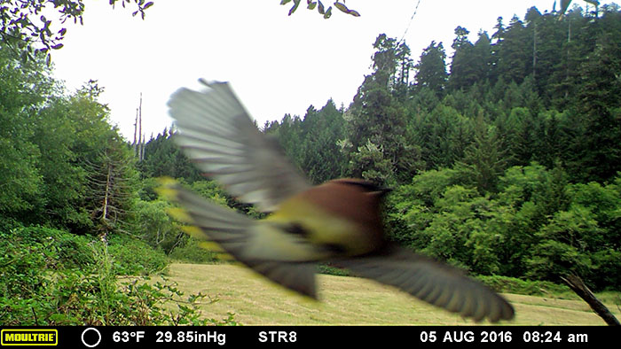 Cedar waxwing caught on wildlife camera at Orick Mill site.