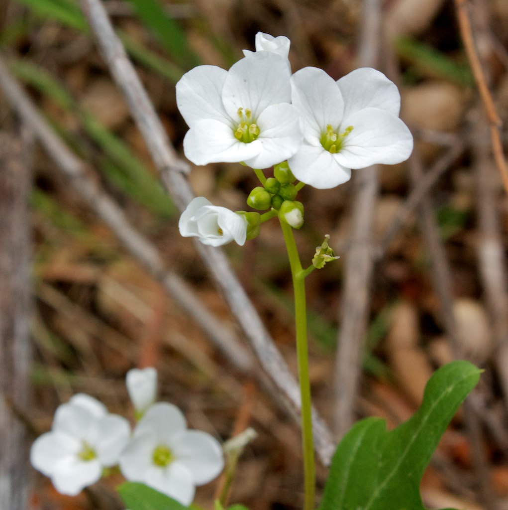 Five white flowers and a green stalk.