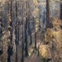 Cascade-Creek-Post-fire-new-growth-2_web