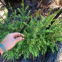 Cascade-Creek-Post-fire-new-growth_web