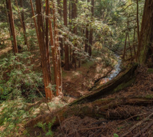 redwood landscape