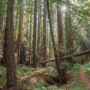 Photo by Victoria Reeder, Save the Redwoods League
