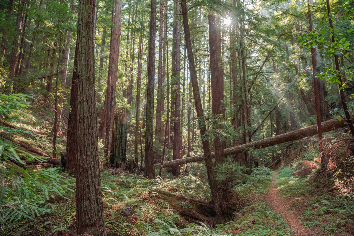 Sunlight dappled stands of second growth coast redwood trees on Cascade Creek. A trail on the right crosses the path of a young fallen redwood.