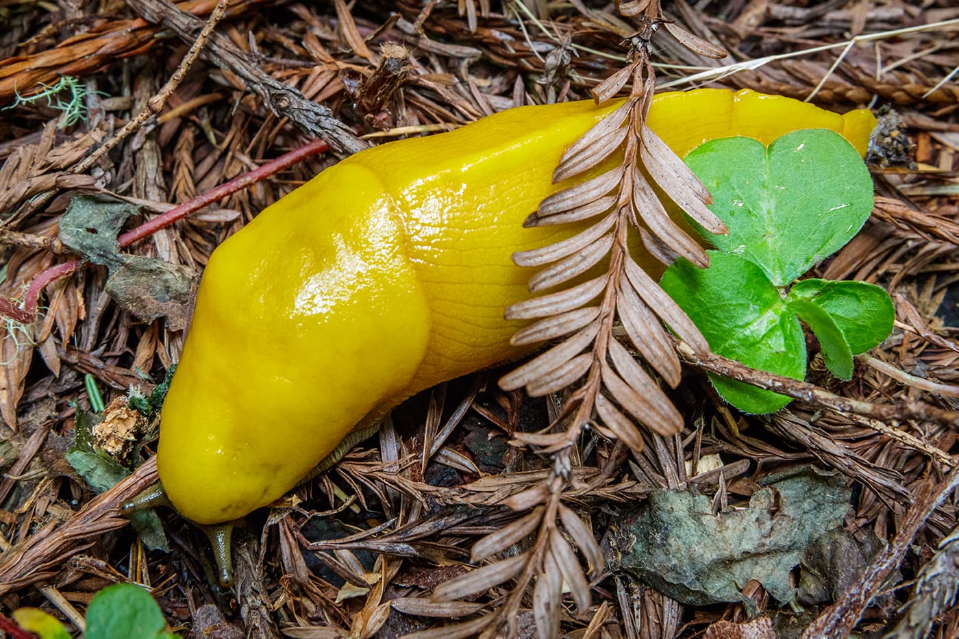 Yellow Banana Slug