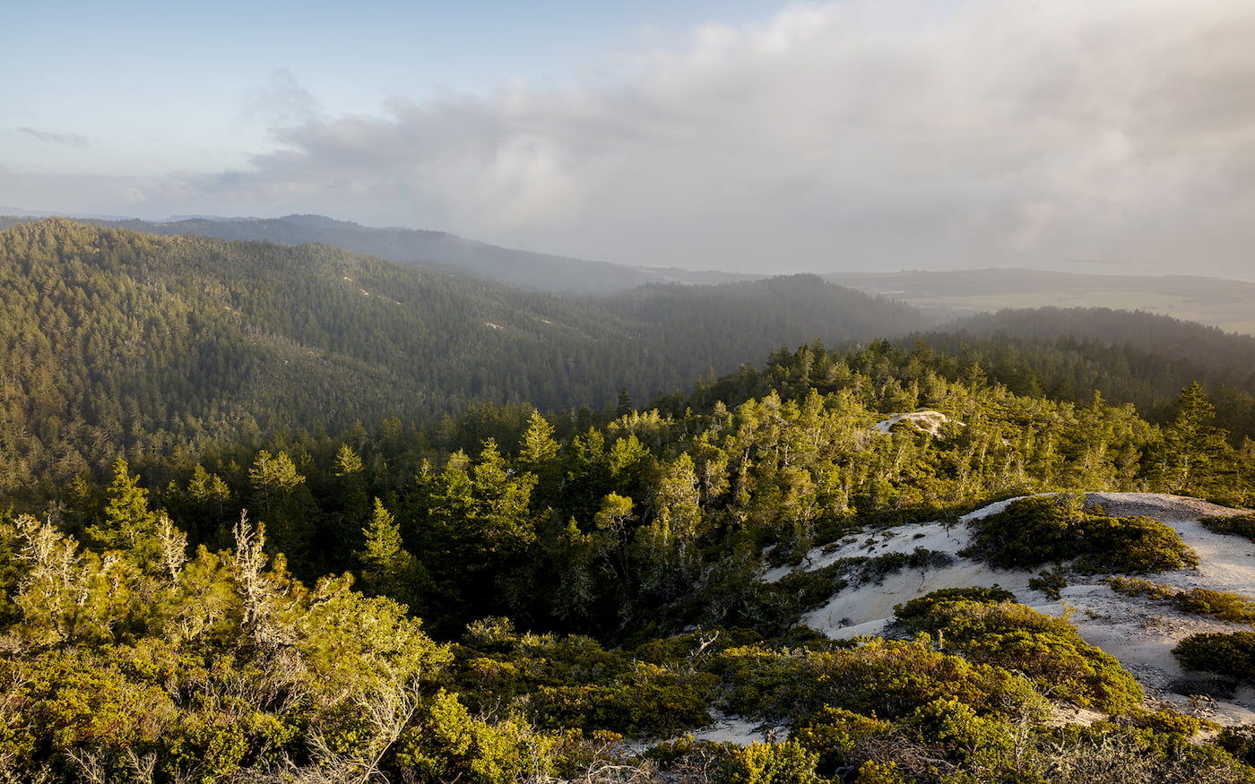 Cascade Creek is a stunning and ecologically rich habitat that consists of over 100 acres of old growth and second growth redwoods forest.