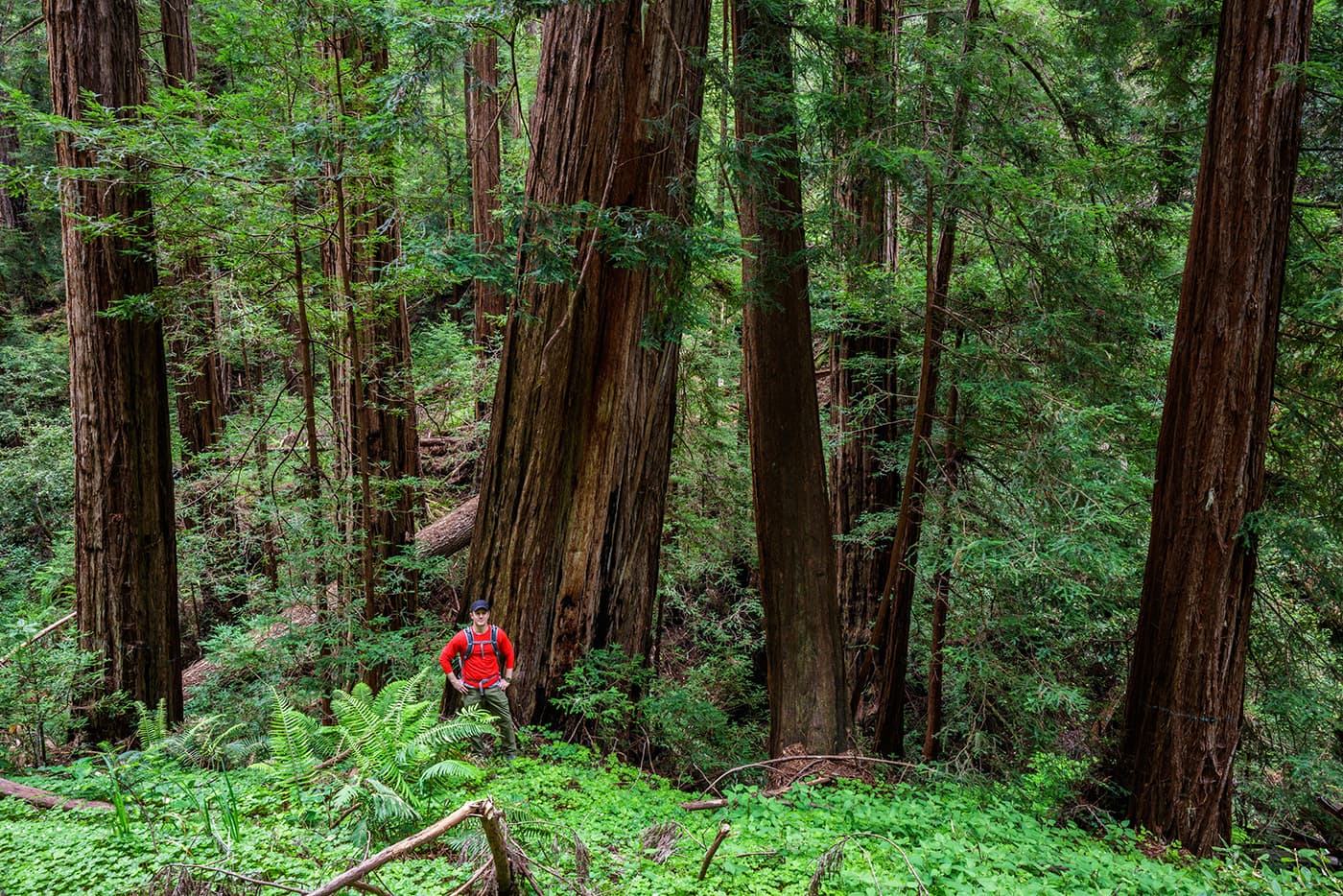 Dan Winterson, with the Gordon and Betty Moore Foundation, stands among the approximately 100 acres of old-growth coast redwoods on the Cascade Creek property.