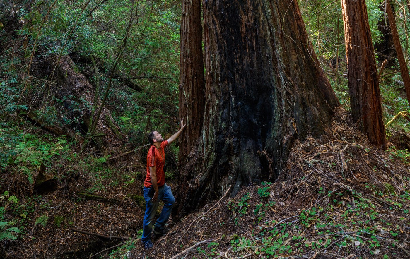 Man touching redwoods in drainage