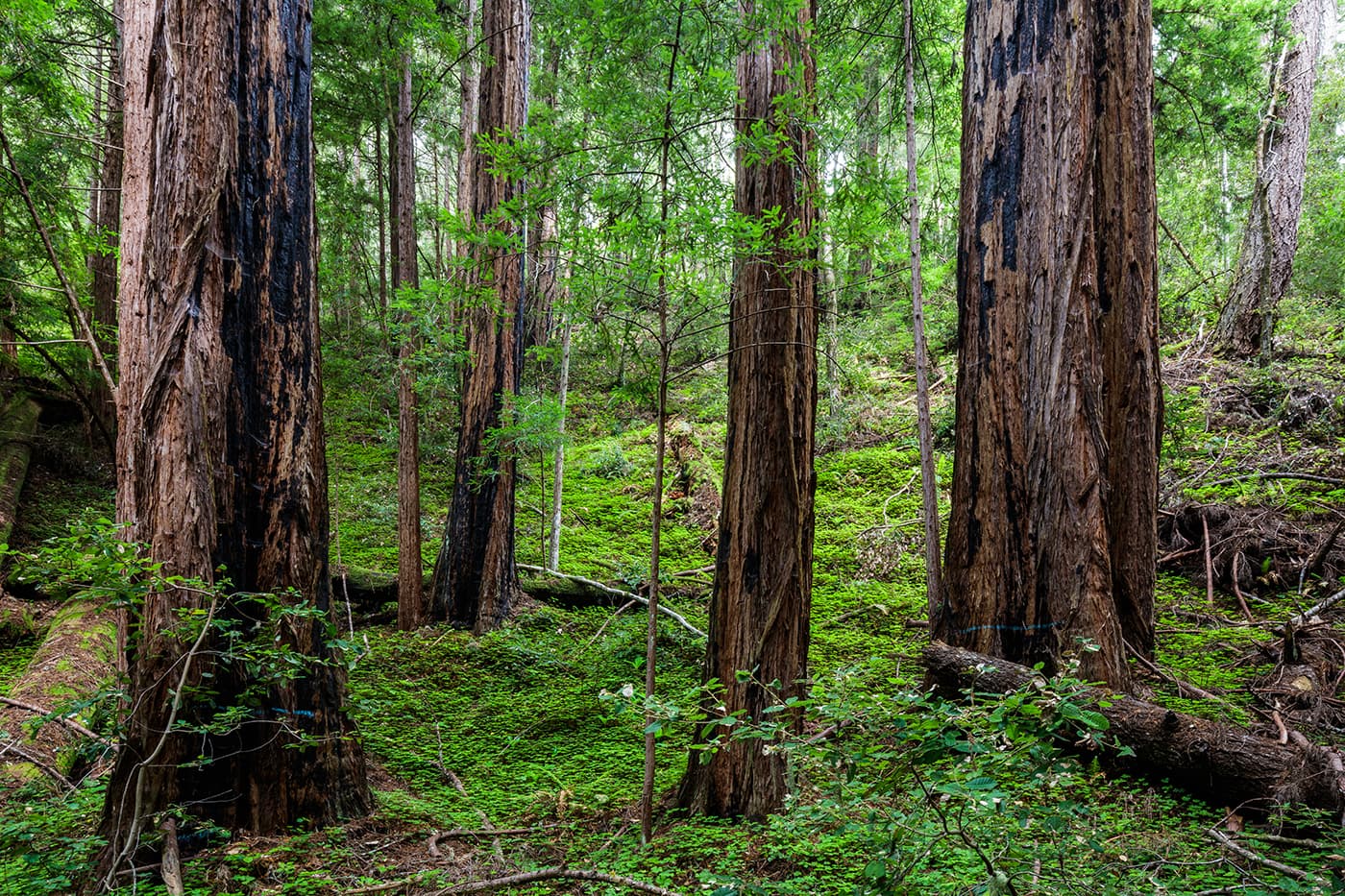 Redwoods nestled in a bed of sorrels on Cascade Creek, in the ancestral territory of the Quiroste tribe.