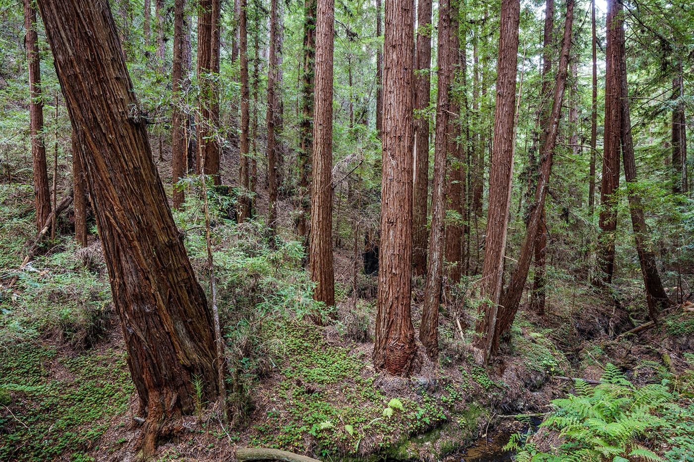 Second growth redwood trees abound on Cascade Creek