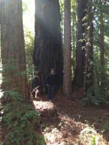 Richard Campbell stands in a grove of large redwoods on the Cemex property in the Santa Cruz Mountains.