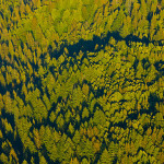 San Vicente Redwoods. Photo by William K. Matthias
