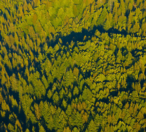 San Vicente Redwoods. Photo by William K. Matthias