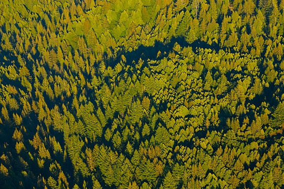 San Vicente Redwoods. Photo by William K. Matthias