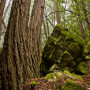 San Vicente Redwoods. Photo by Karl Kroeber