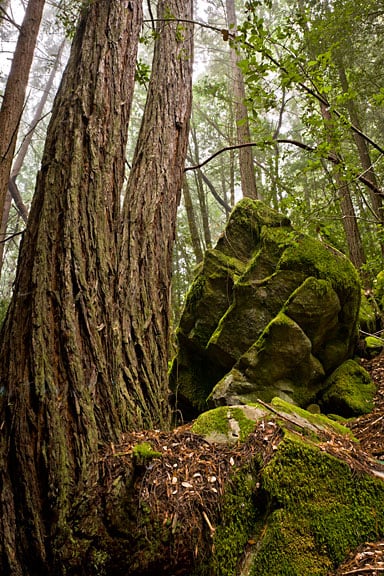 San Vicente Redwoods. Photo by Karl Kroeber