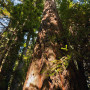 San Vicente Redwoods. Photo by Karl Kroeber