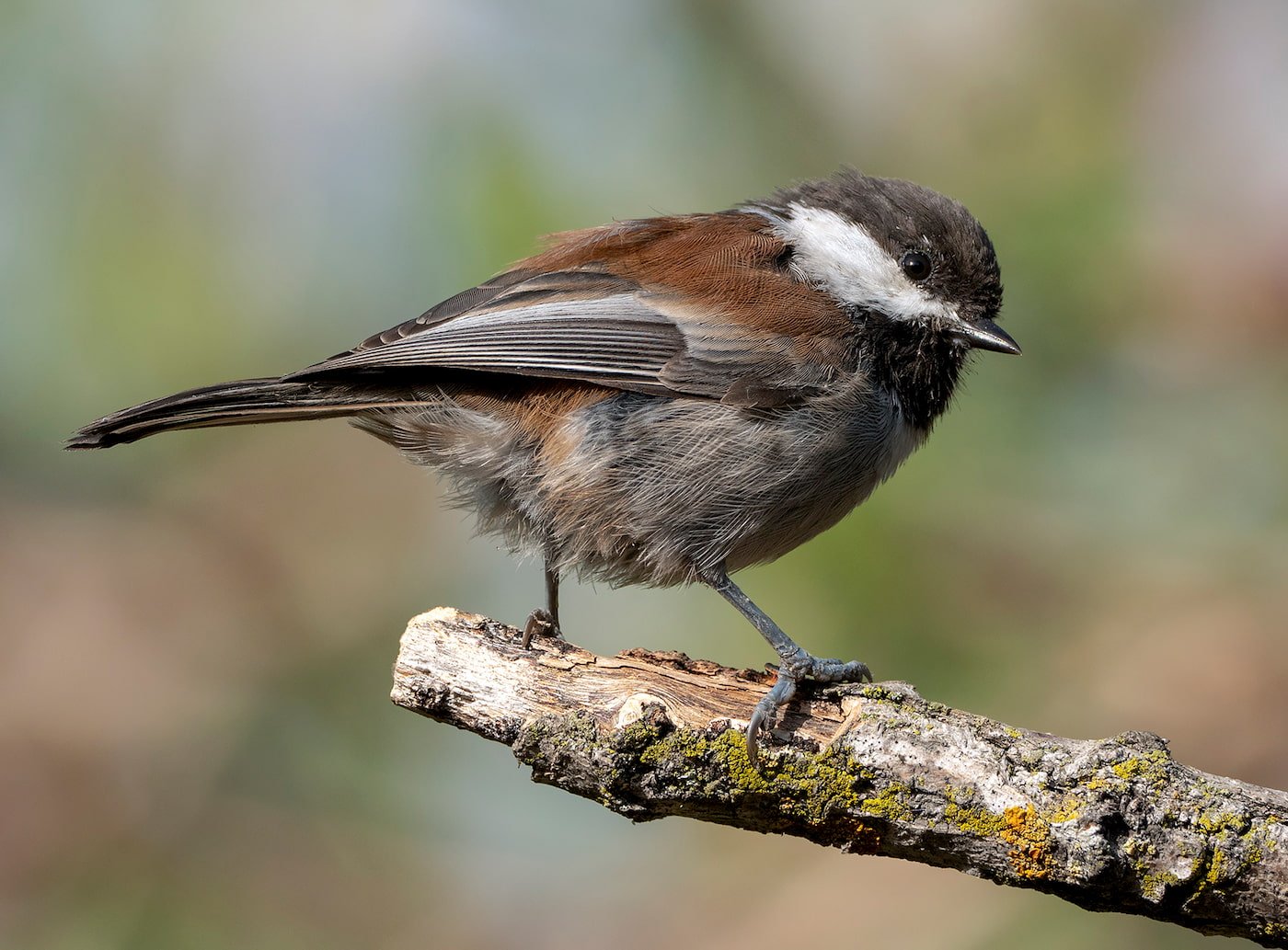 Chestnut-backed chickadee. Photo by Doug Greenberg, Flickr Creative Commons.