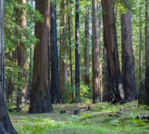 A grove of old-growth coast redwood trees with green leaves and green on the forest floor