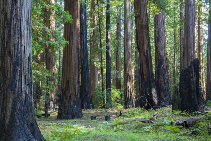 A grove of old-growth coast redwood trees with green leaves and green on the forest floor