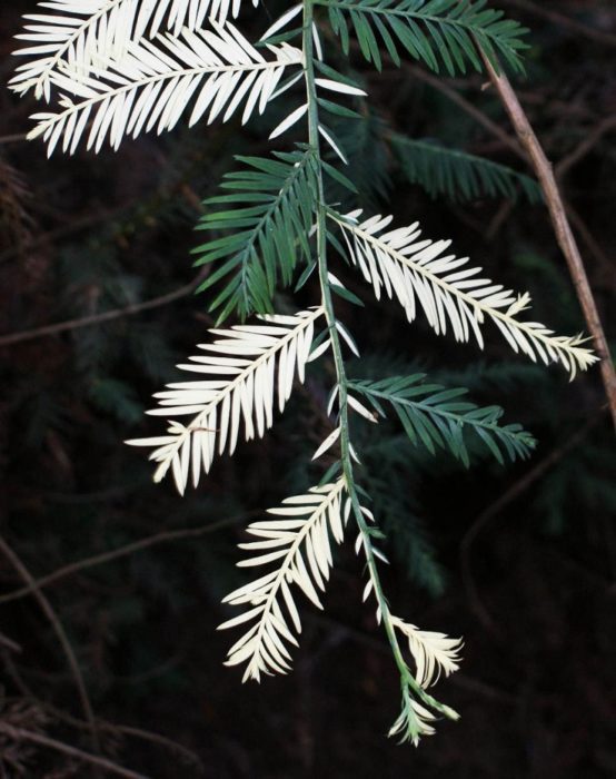 Albino redwood chimera. Photo by Tom Stapleton