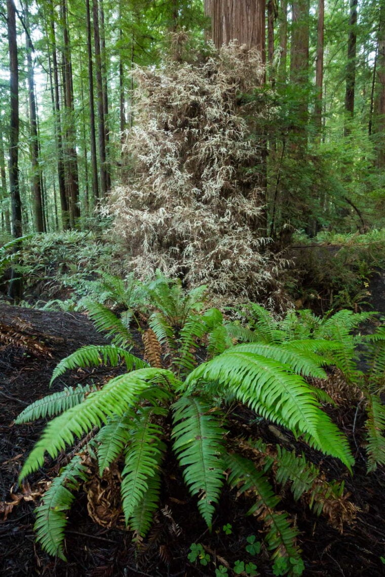 A bushy albino redwood with white leaves stands in a lush forest. A green fern stands in the foreground.