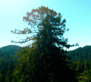 The Clar Tree rises through the canopy on the Russian River Redwoods property. It is one of the oldest and tallest coast redwood trees in Sonoma County, California. Photo by Smith Robinson Multimedia.