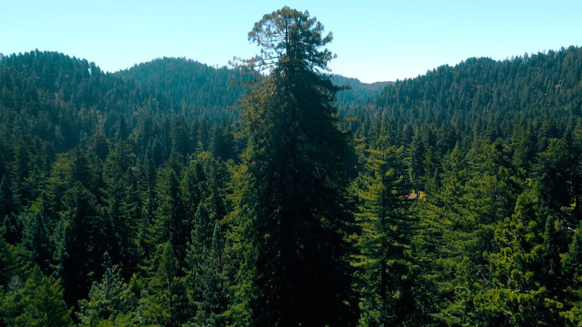 Redwood tree rises through the canopy