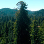 Redwood tree rises through the canopy