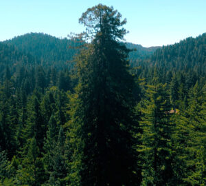 Redwood tree rises through the canopy