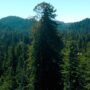 The Clar Tree rises through the canopy on the Russian River Redwoods property. It is one of the oldest and tallest coast redwood trees in Sonoma County, California. Photo by Smith Robinson Multimedia.