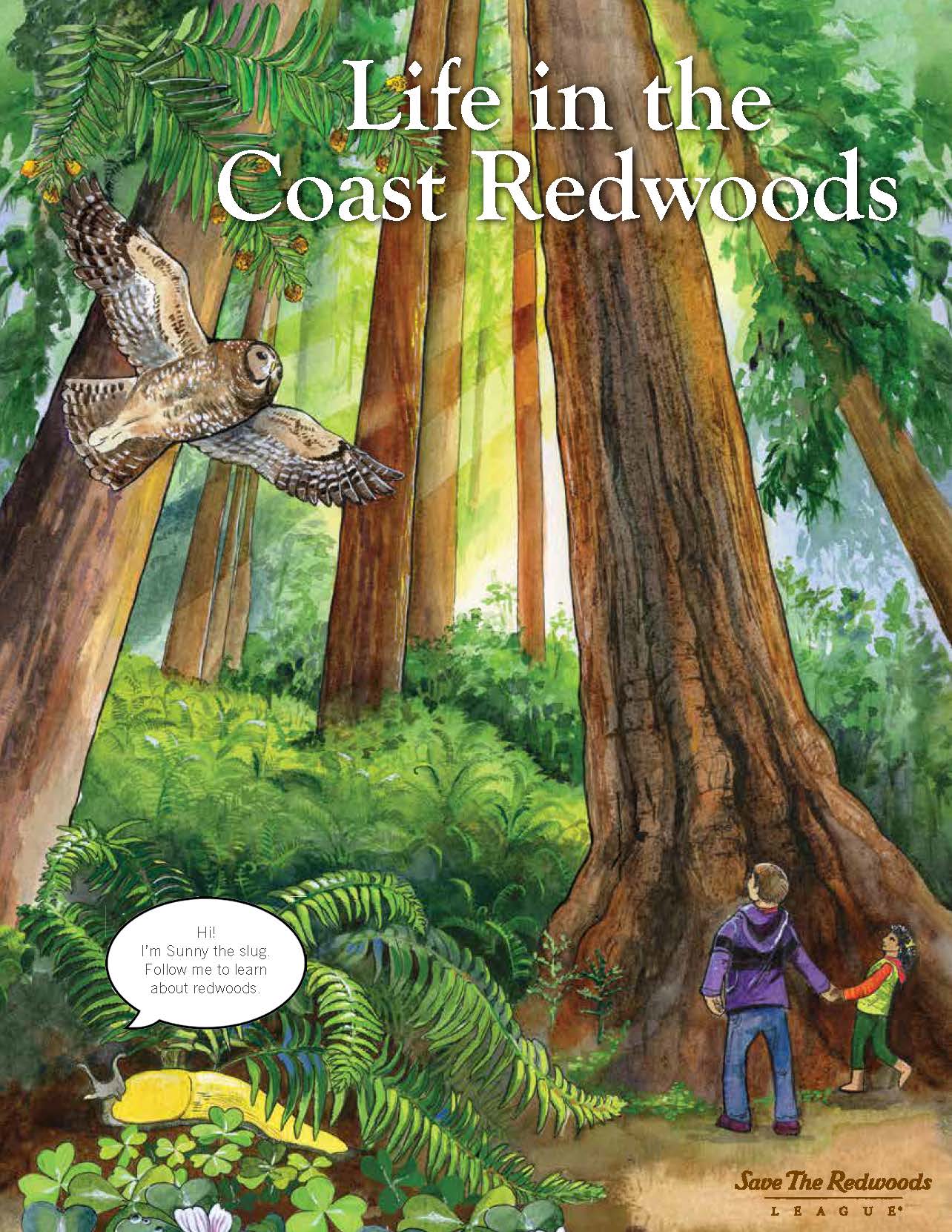 Save the Redwoods League Education Publications:  Life in the Coast Redwoods
