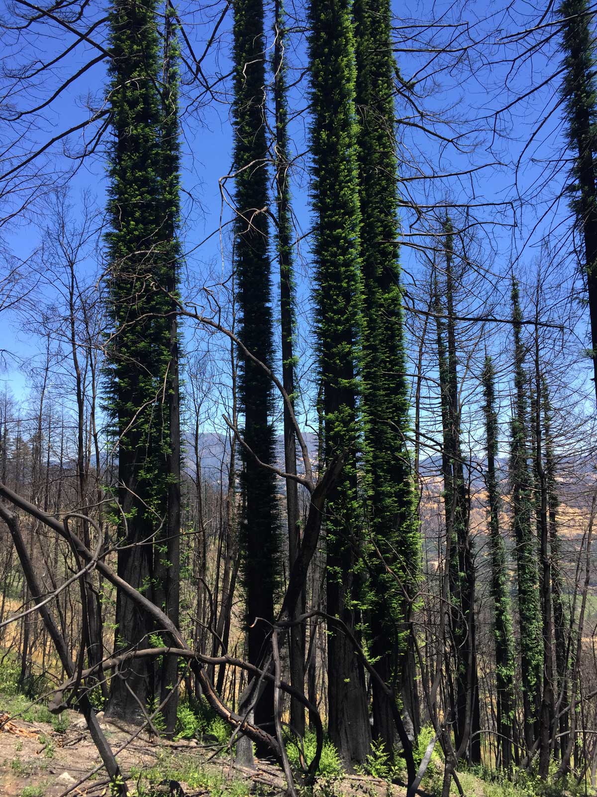 Coast redwoods sprouting back to life look like fuzzy bottlebrushes.