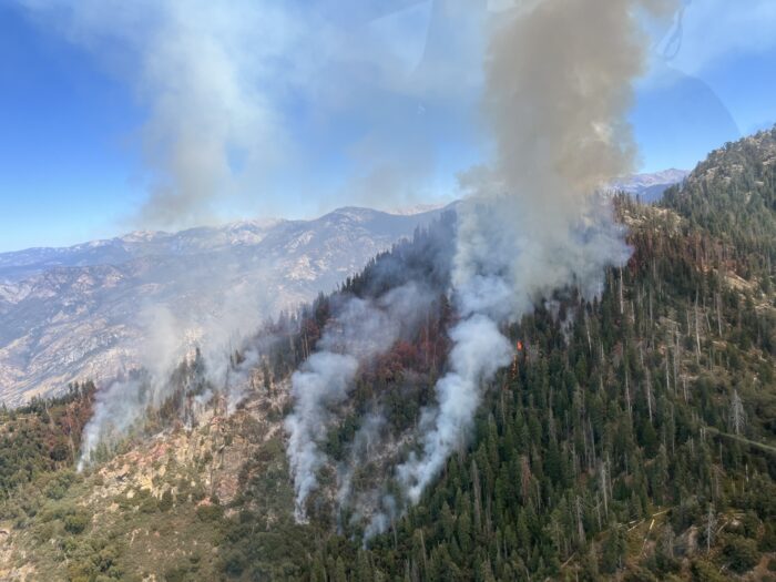 Smoke billowing out of a sequoia forest canopy 