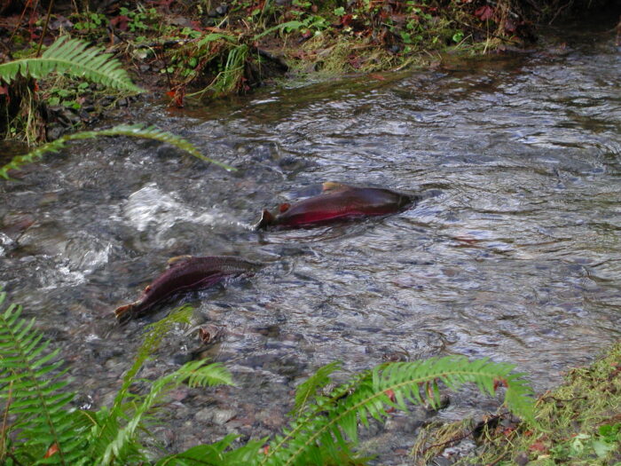 Two pinkish coho salmon leap up a fast-moving stream in the forest