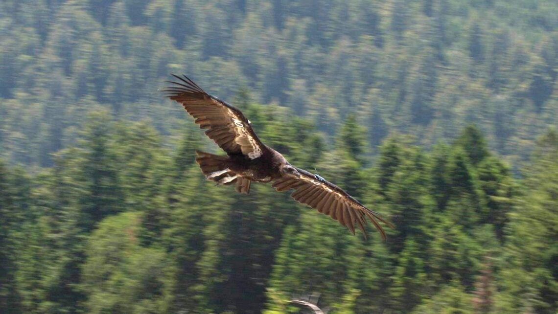 A large, dark bird flies over a forest.
