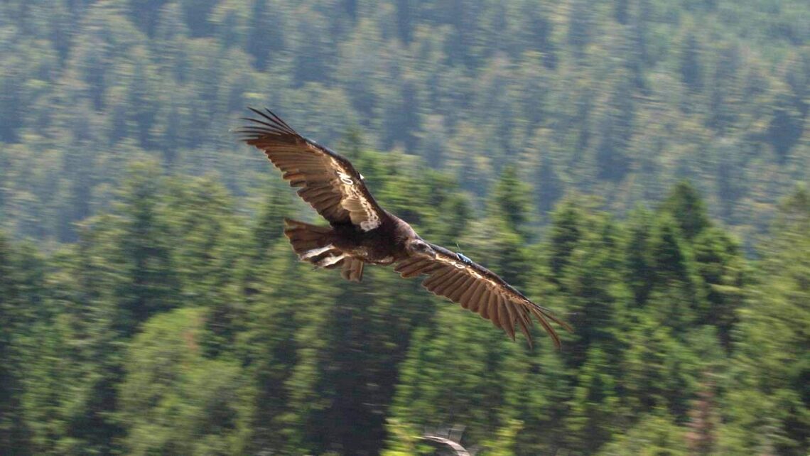 A large, dark bird flies over a forest.