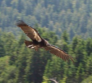 A large, dark bird flies over a forest.