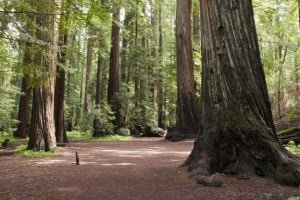 Save The Redwoods League at Montgomery Woods