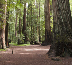 Montgomery Woods State Park. Photo by Peter Buranzon