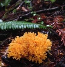Coral fungus-orange-JSRSP copy