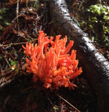 Coral fungus-red-JSRSP copy