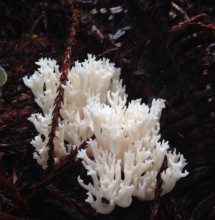 Coral fungus-white-JSRSP