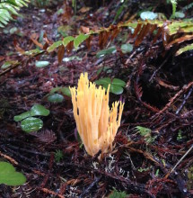 Coral fungus-yellow-JSRSP copy