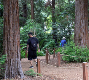 Redwoods ideas for Fathers Day