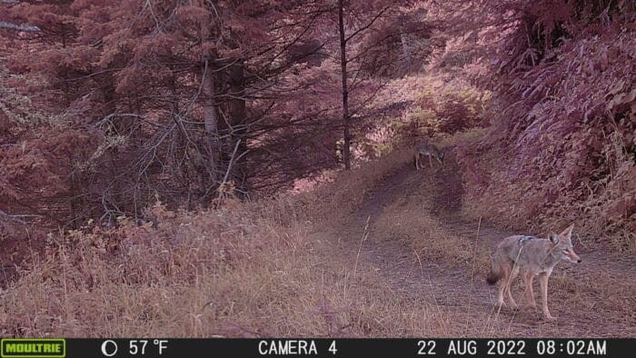 Two coyotes make their way down a grassy former logging road in the forest