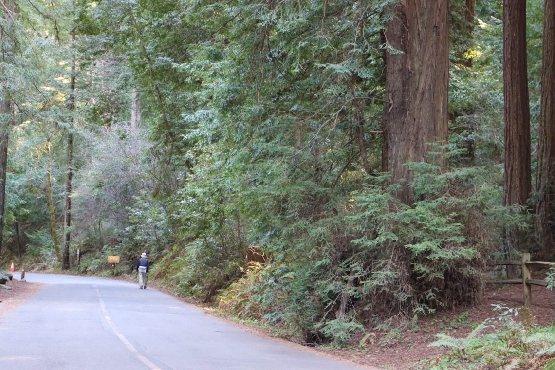 Redwoods line the right side of a paved trail. A person walks on the trail in the background.